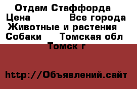 Отдам Стаффорда › Цена ­ 2 000 - Все города Животные и растения » Собаки   . Томская обл.,Томск г.